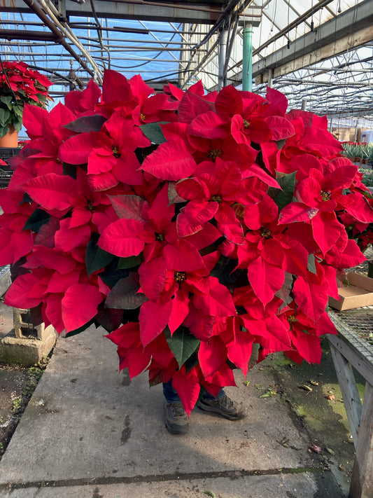 Real Poinsettia (6 sizes)