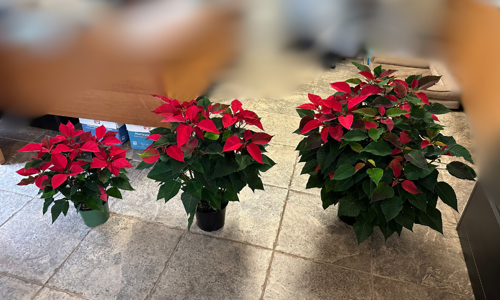 Real Poinsettia (6 sizes)