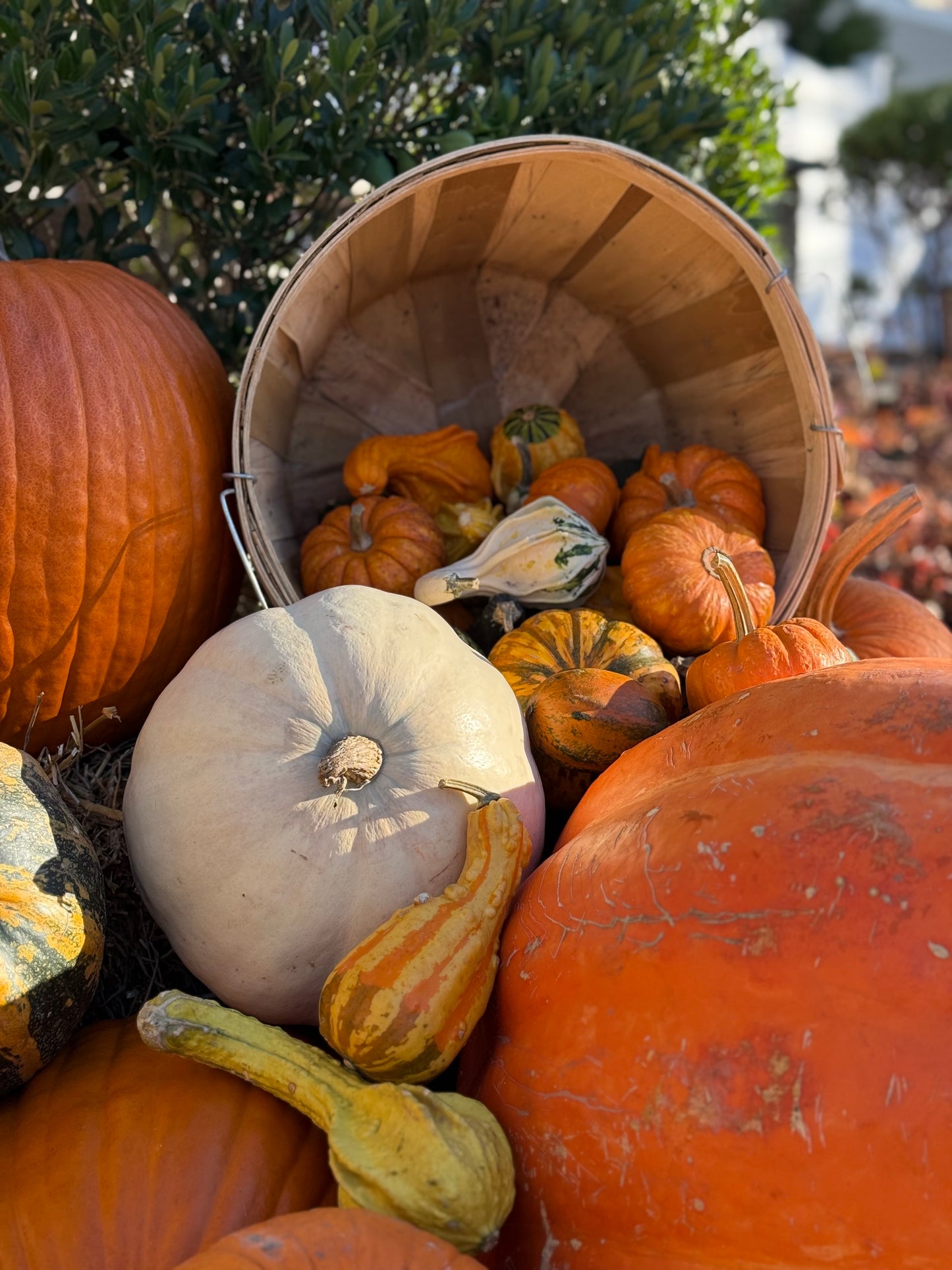 Spilling Bushel Basket
