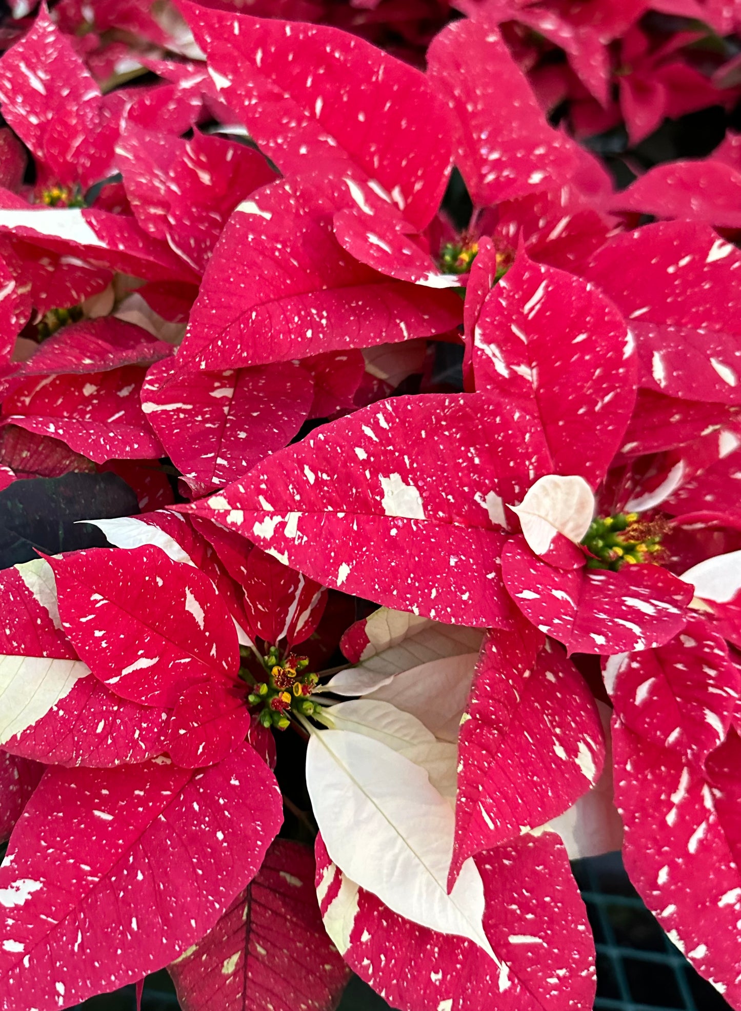 Real Poinsettia (6 sizes)