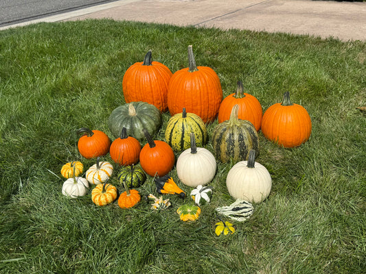 DIY Petite Pumpkin Package