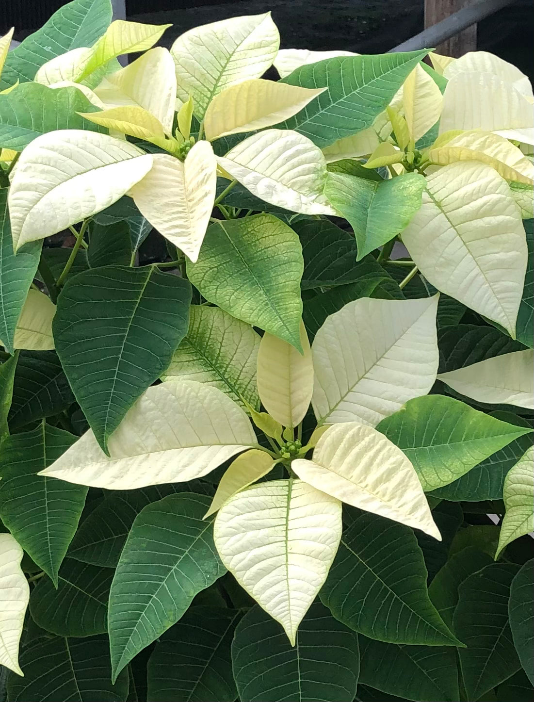 Real Poinsettia (6 sizes)