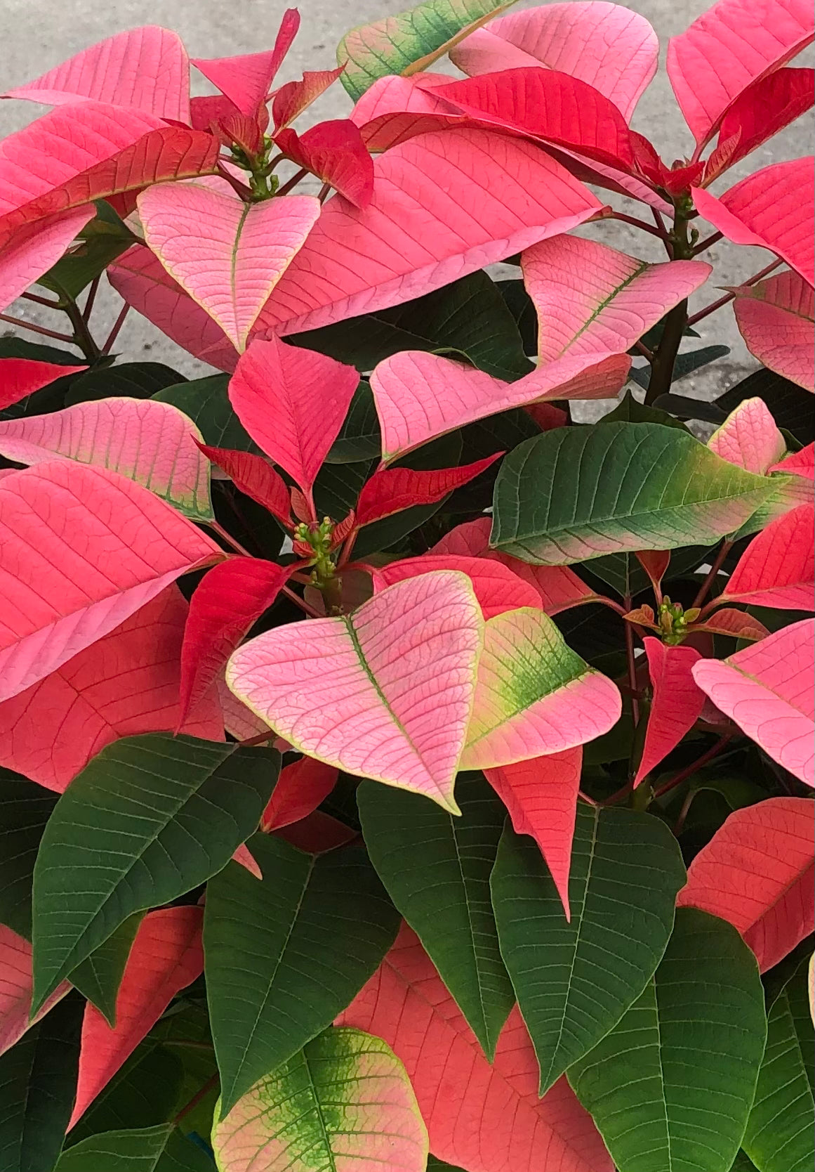 Real Poinsettia (6 sizes)