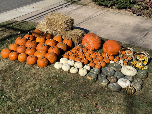 DIY Premium Pumpkin Package