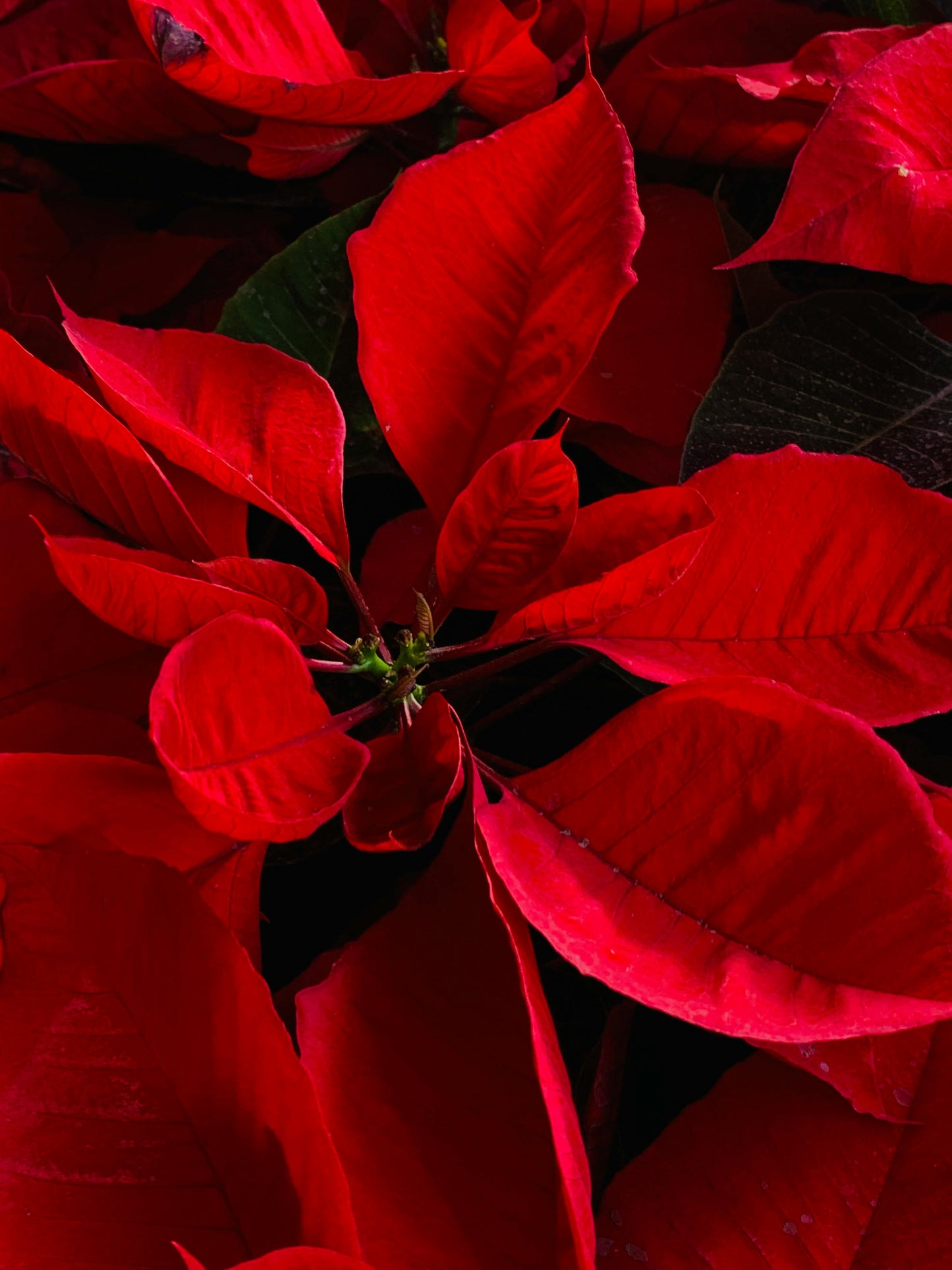 Real Poinsettia (6 sizes)