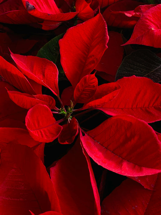 Real Poinsettia (6 sizes)