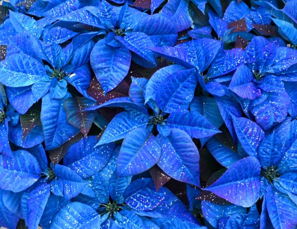 Real Poinsettia (6 sizes)