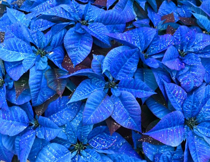 Real Poinsettia (6 sizes)