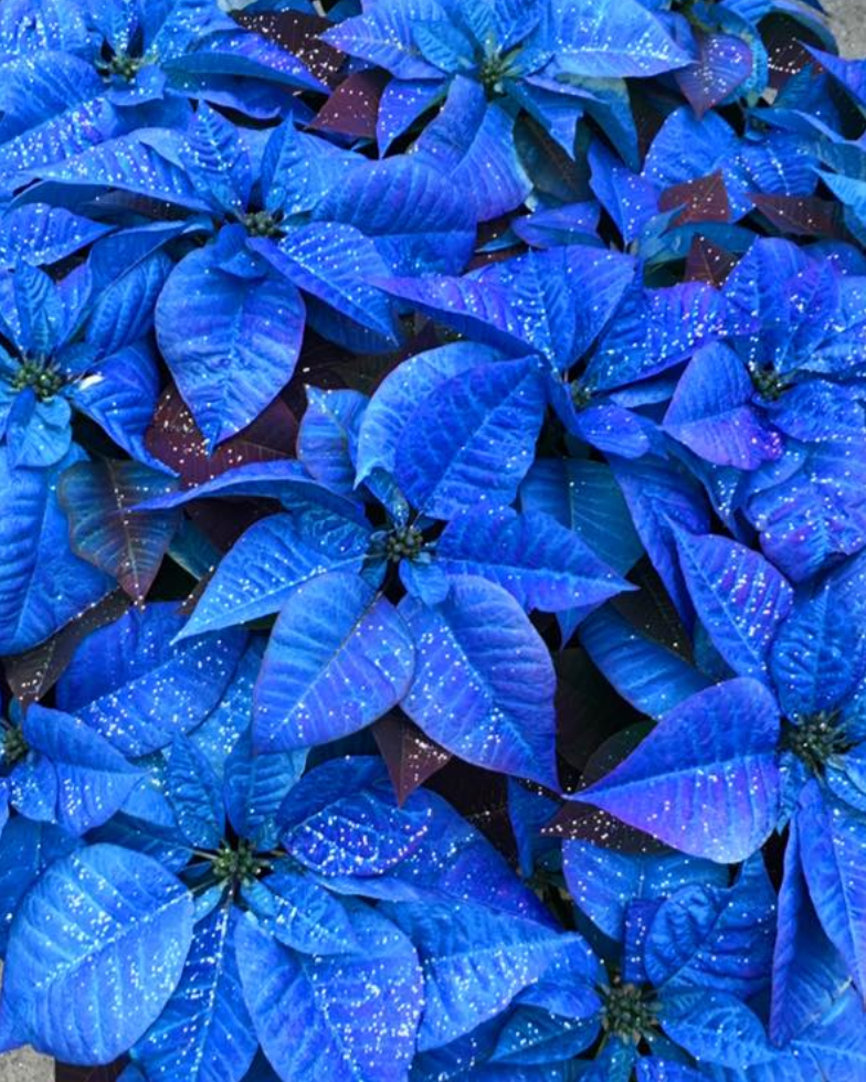 Real Poinsettia (6 sizes)