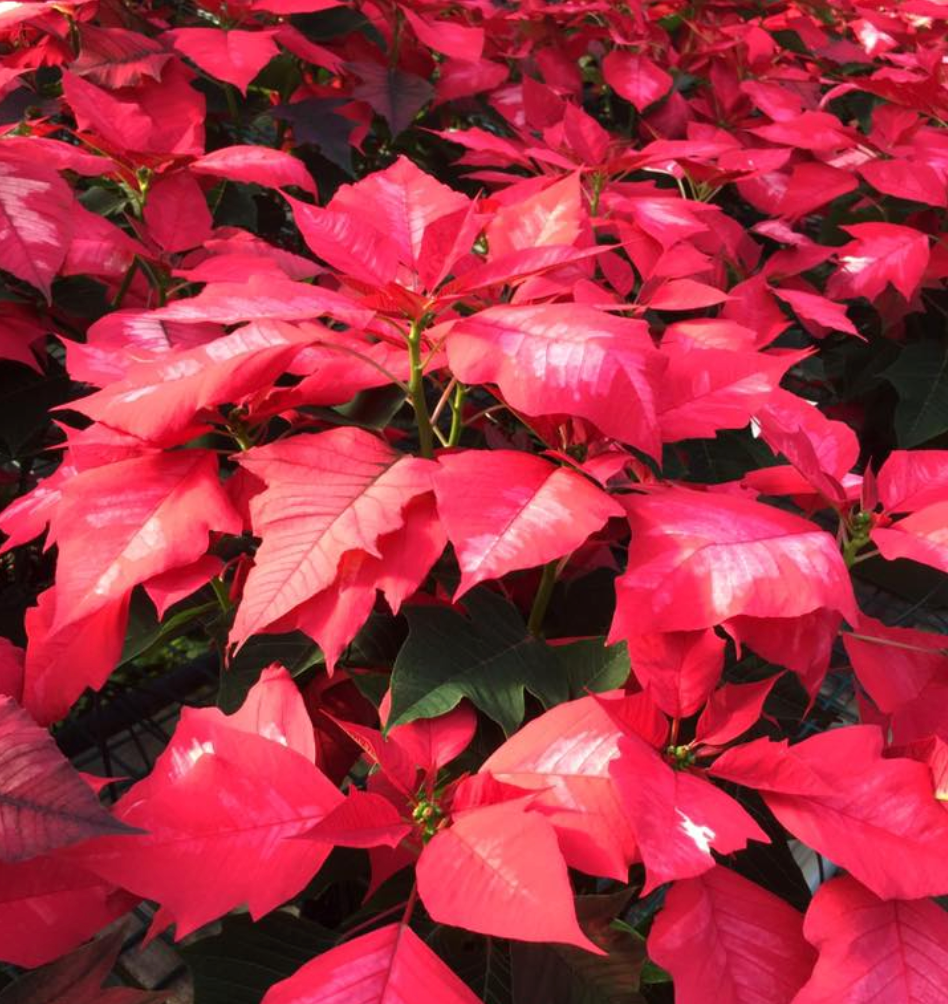 Real Poinsettia (6 sizes)