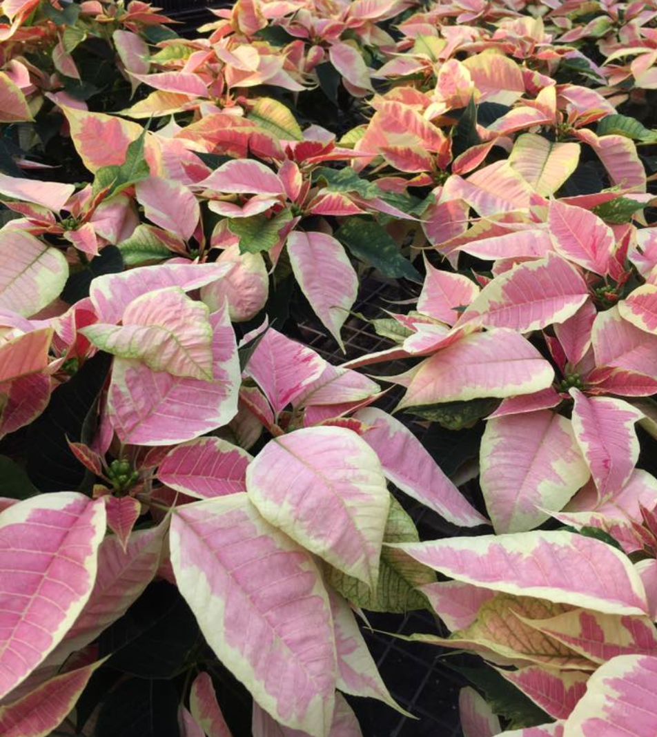 Real Poinsettia (6 sizes)